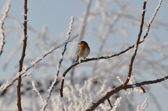 pták v zimě